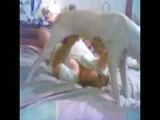 Fofinha devassa chupa pau do seu cão na cama