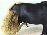 Loira Brasileira masturba chupa e fode com cavalo preto roludo