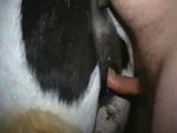 Alex de Ijui RS comendo a buceta da egua e gravando o video porno pra colocar na net a foda com a egua