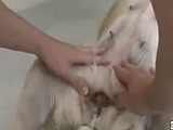 Homem do pinto pequeno fode a buceta da cadela no cio em zoofilia real